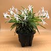 Neofinetia falcata Kinro kaku 金鏤閣  